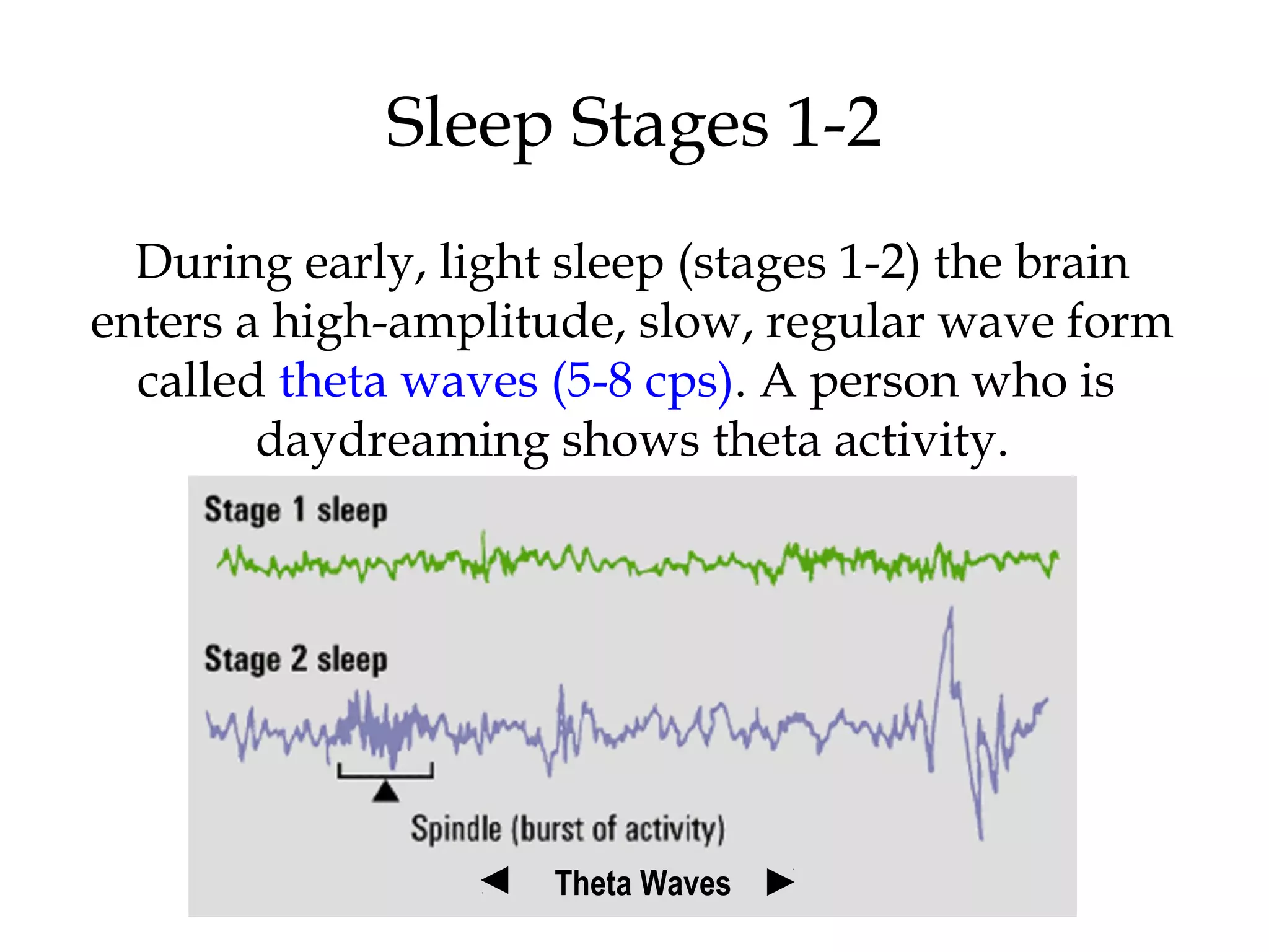 Sleep Stages 1-2 
During early, light sleep (stages 1-2) the brain 
enters a high-amplitude, slow, regular wave form 
called theta waves (5-8 cps). A person who is 
daydreaming shows theta activity. 
Theta Waves 
 