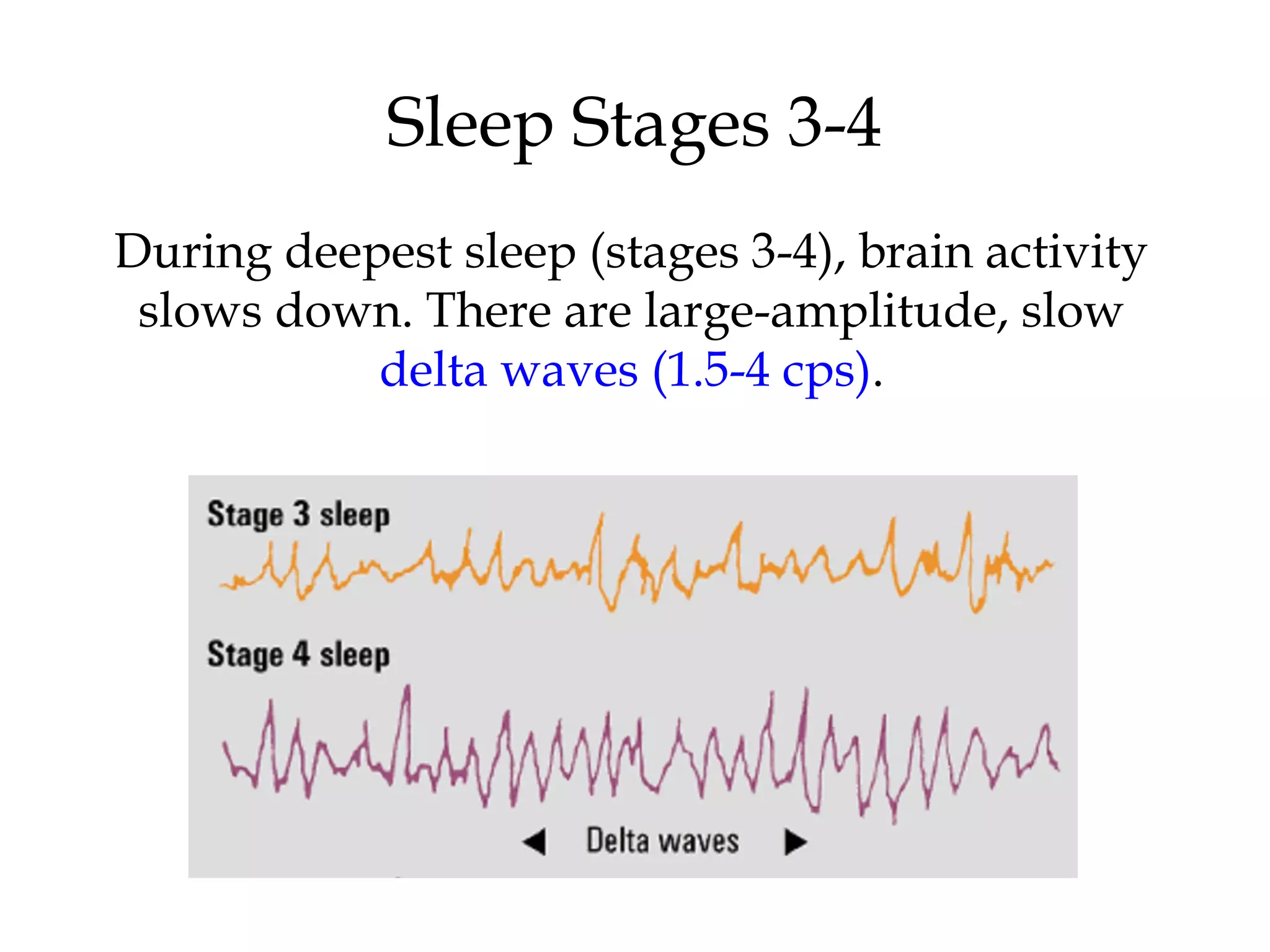 Sleep Stages 3-4 
During deepest sleep (stages 3-4), brain activity 
slows down. There are large-amplitude, slow 
delta waves (1.5-4 cps). 
 