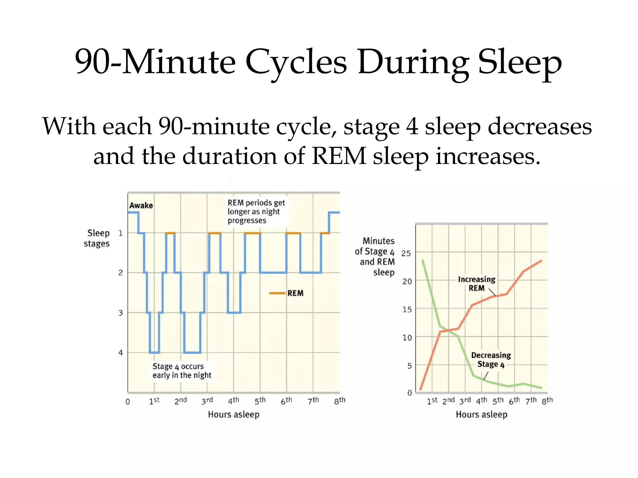 90-Minute Cycles During Sleep 
With each 90-minute cycle, stage 4 sleep decreases 
and the duration of REM sleep increases. 
 