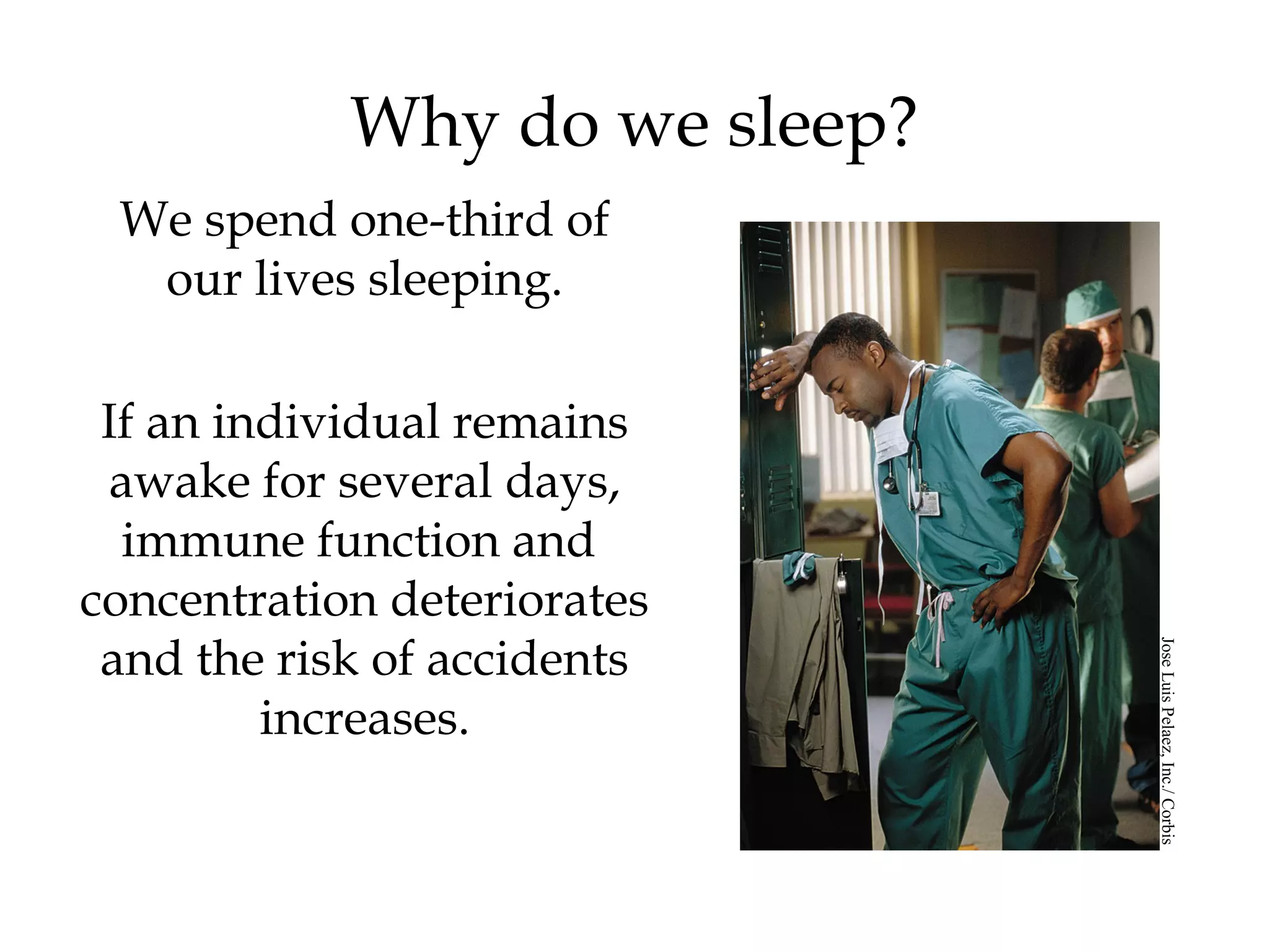 Why do we sleep? 
We spend one-third of 
our lives sleeping. 
If an individual remains 
awake for several days, 
immune function and 
concentration deteriorates 
and the risk of accidents 
increases. 
Jose Luis Pelaez, Inc./ Corbis 
 
