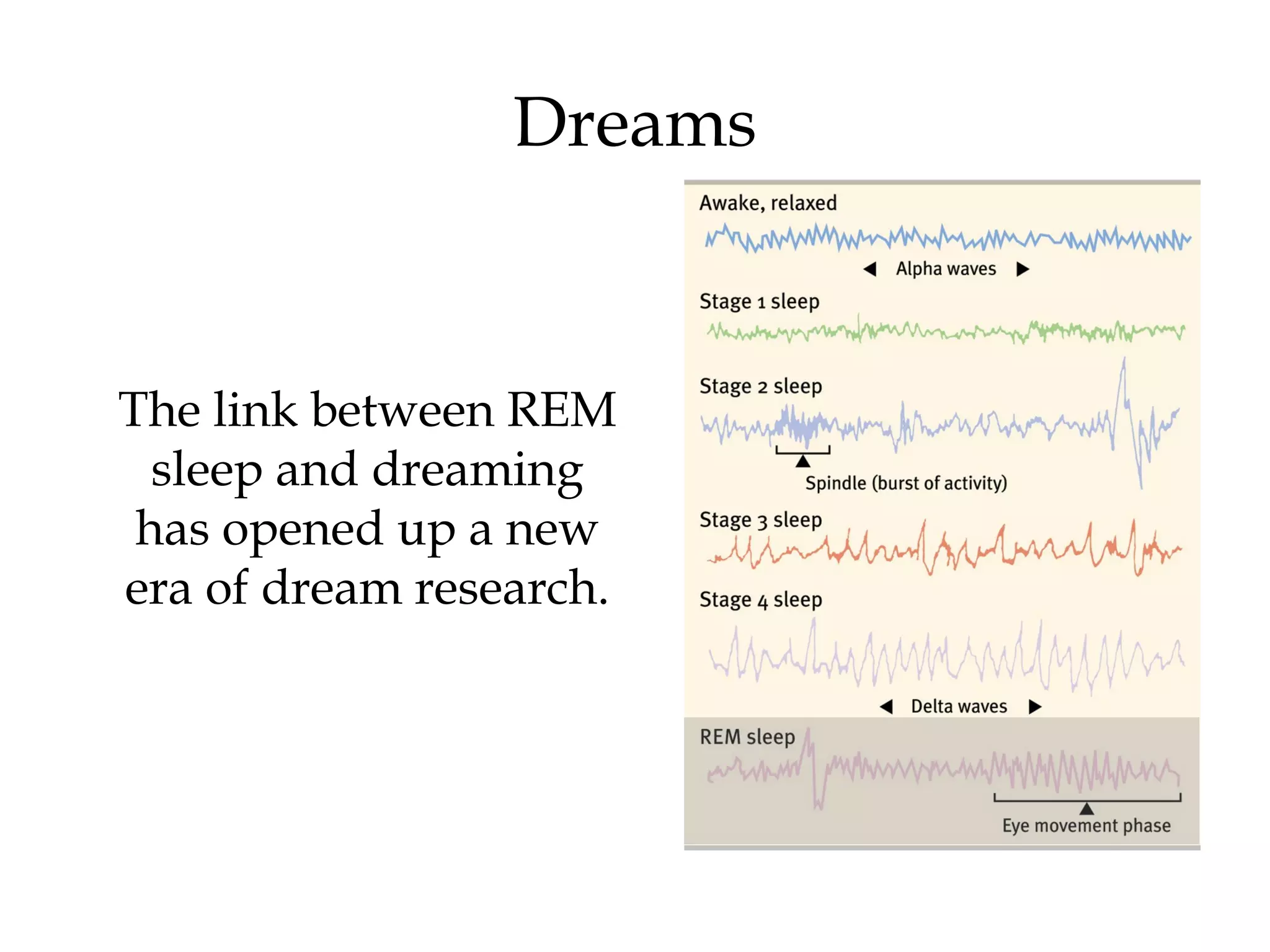 Dreams 
The link between REM 
sleep and dreaming 
has opened up a new 
era of dream research. 
 