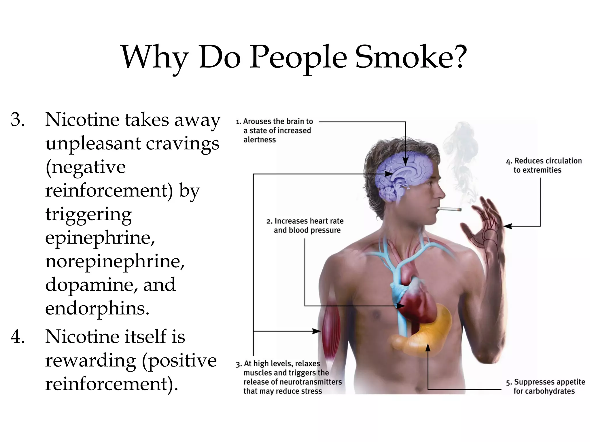 Why Do People Smoke? 
3. Nicotine takes away 
unpleasant cravings 
(negative 
reinforcement) by 
triggering 
epinephrine, 
norepinephrine, 
dopamine, and 
endorphins. 
4. Nicotine itself is 
rewarding (positive 
reinforcement). 
 