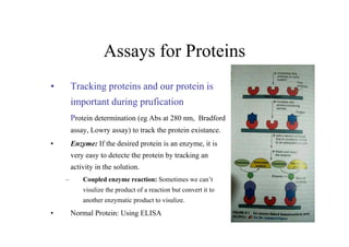 Learning Keys , Lehninger Chapter # 3 Amino Acids,Peptides and Proteins ...