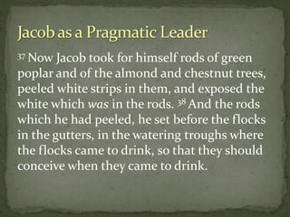 37 Now Jacob took for himself rods of green
poplar and of the almond and chestnut trees,
peeled white strips in them, and exposed the
white which was in the rods. 38 And the rods
which he had peeled, he set before the flocks
in the gutters, in the watering troughs where
the flocks came to drink, so that they should
conceive when they came to drink.
 
