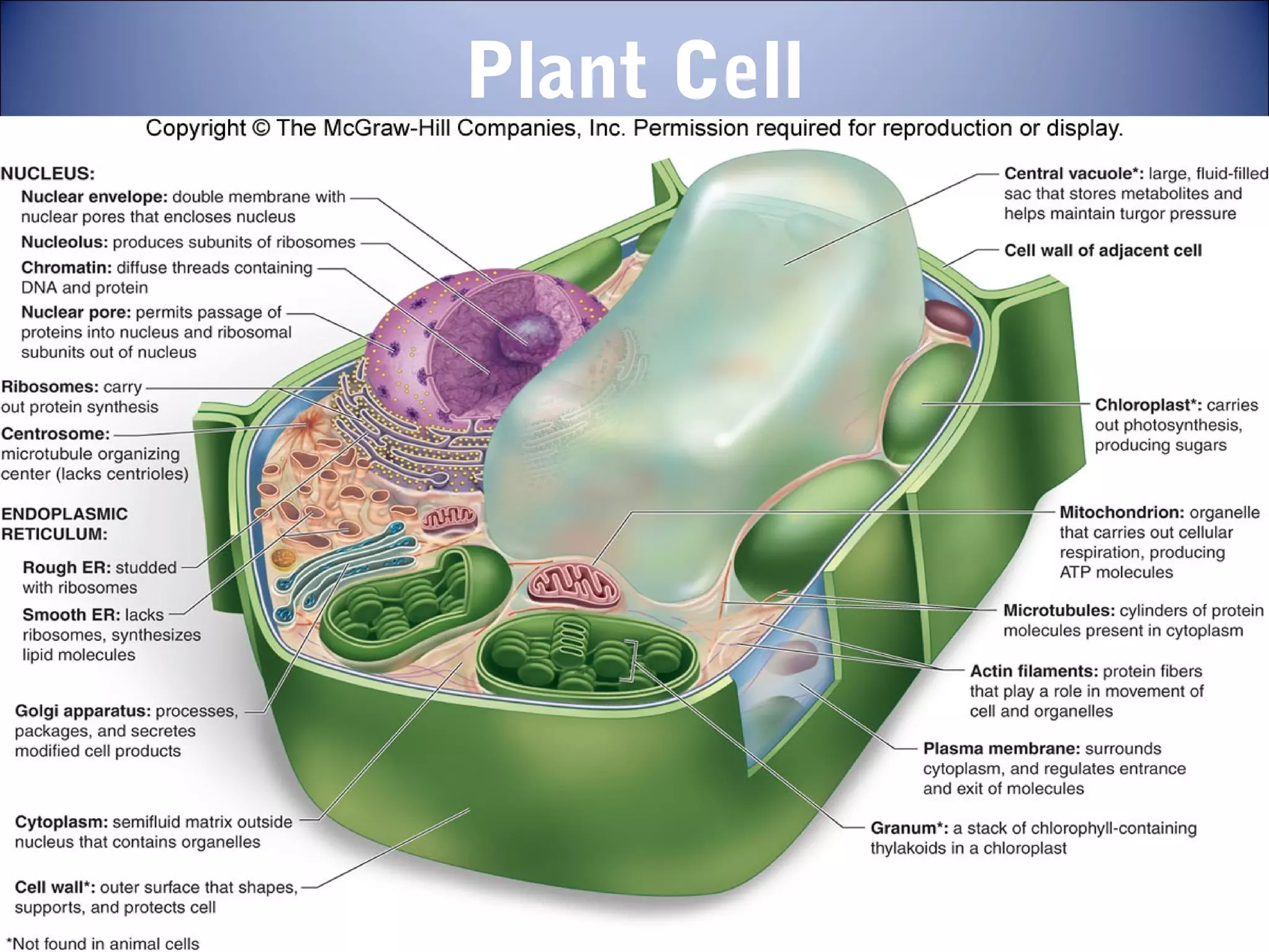 Chapter 3.cell structures and fuctions | PPT
