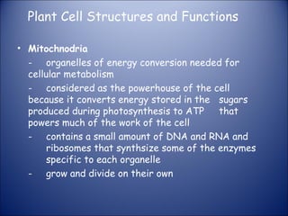 Plant Cell Structures and Functions
• Mitochnodria
- organelles of energy conversion needed for
cellular metabolism
- considered as the powerhouse of the cell
because it converts energy stored in the sugars
produced during photosynthesis to ATP that
powers much of the work of the cell
- contains a small amount of DNA and RNA and
ribosomes that synthsize some of the enzymes
specific to each organelle
- grow and divide on their own
 