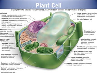 Plant Cell
 