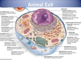 Animal Cell
 