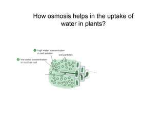 CHAPTER 3: MOVEMENT OF SUBSTANCES ACROSS THE PLASMA MEMBRANE | PPT