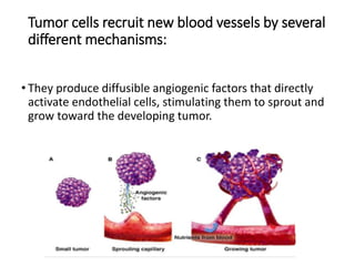 Tumor cells recruit new blood vessels by several
different mechanisms:
• They produce diffusible angiogenic factors that directly
activate endothelial cells, stimulating them to sprout and
grow toward the developing tumor.
 