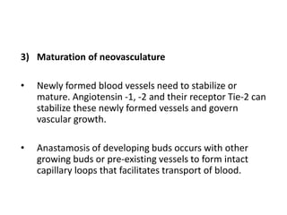 3) Maturation of neovasculature
• Newly formed blood vessels need to stabilize or
mature. Angiotensin -1, -2 and their receptor Tie-2 can
stabilize these newly formed vessels and govern
vascular growth.
• Anastamosis of developing buds occurs with other
growing buds or pre-existing vessels to form intact
capillary loops that facilitates transport of blood.
 