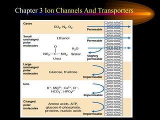Chapter 3 Ion Channels And Transporters
 