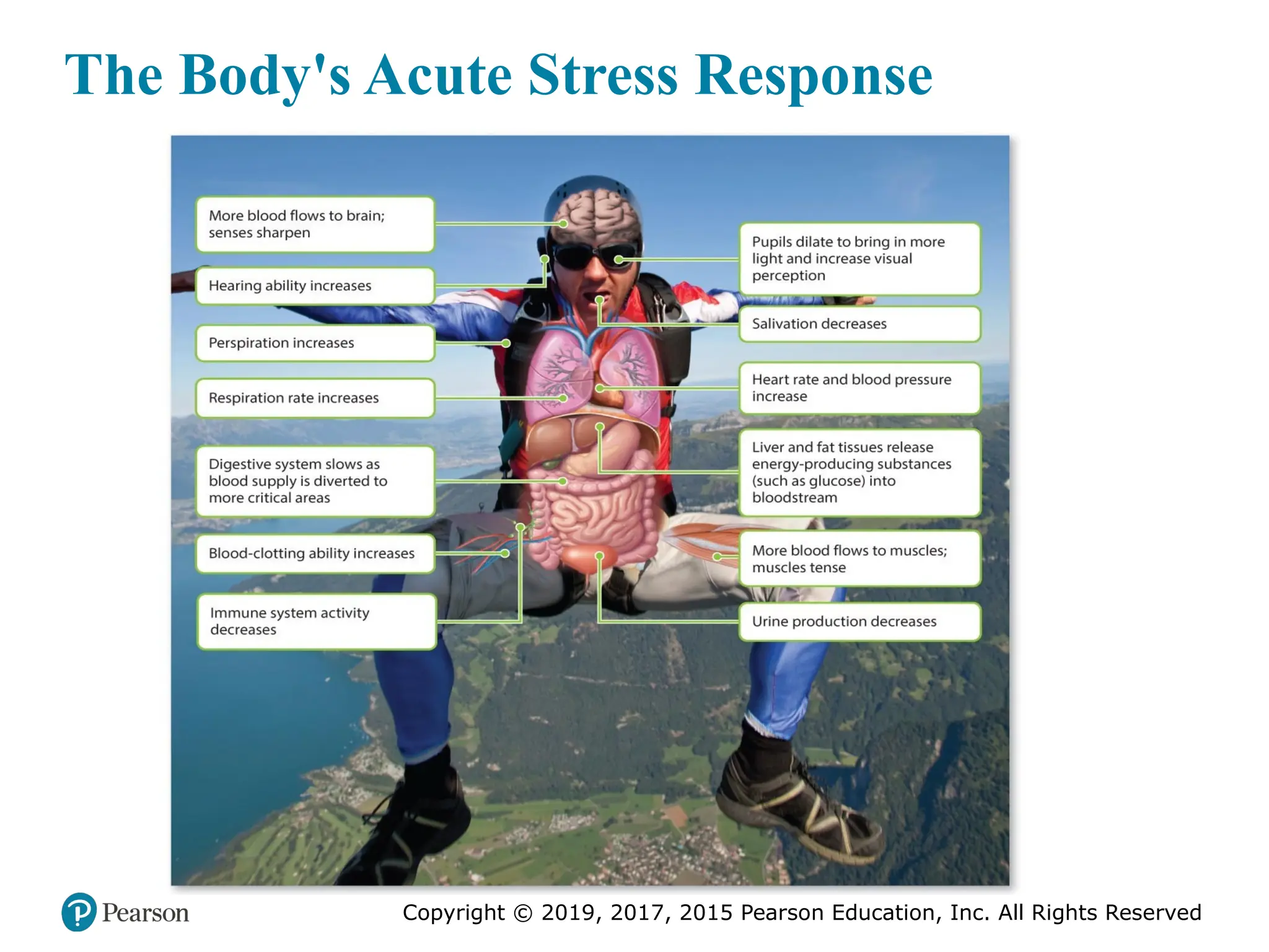 Copyright © 2019, 2017, 2015 Pearson Education, Inc. All Rights Reserved
The Body's Acute Stress Response
 