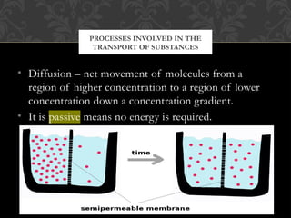Comprehensive Overview of Movement of Substances in Cells: Diffusion ...