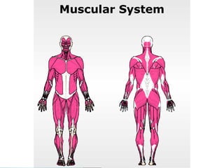 Chapter 3 anatomy and physiology | PPT