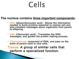Chapter 3 anatomy and physiology | PPT