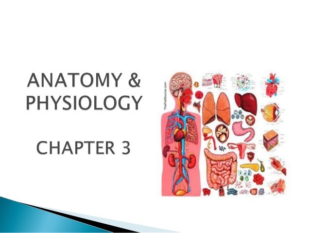 Chapter 3 Anatomy And Physiology