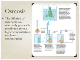Osmosis
The diﬀusion of
water across a
selectively permeable
membrane, form a
higher concentration
to a lower
concentration
 