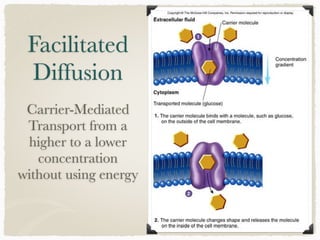 Facilitated
Diffusion
Carrier-Mediated
Transport from a
higher to a lower
concentration
without using energy
 