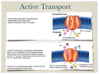 Active Transport
 