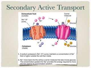 Secondary Active Transport
 