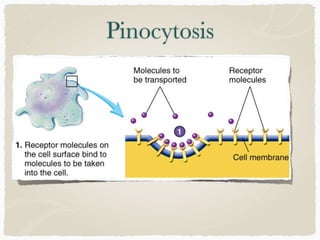 Pinocytosis
 