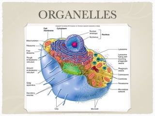 ORGANELLES
 