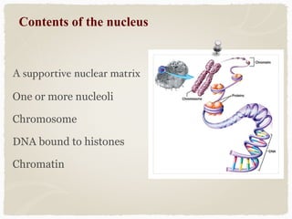 Contents of the nucleus
A supportive nuclear matrix
One or more nucleoli
Chromosome
DNA bound to histones
Chromatin
 