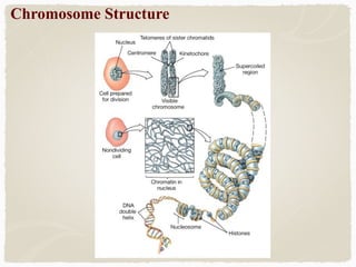 Chromosome Structure
 