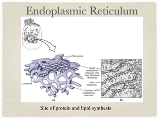 Endoplasmic Reticulum
Site of protein and lipid synthesis
 