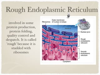 Rough Endoplasmic Reticulum
involved in some
protein production,
protein folding,
quality control and
despatch. It is called
'rough' because it is
studded with
ribosomes
 
