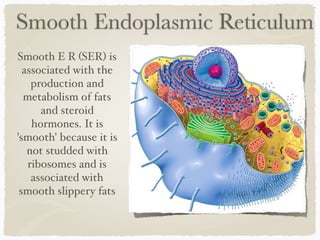 Smooth Endoplasmic Reticulum
Smooth E R (SER) is
associated with the
production and
metabolism of fats
and steroid
hormones. It is
'smooth' because it is
not studded with
ribosomes and is
associated with
smooth slippery fats
 