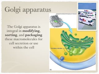 Golgi apparatus
The Golgi apparatus is
integral in modifying,
sorting, and packaging
these macromolecules for
cell secretion or use
within the cell
 