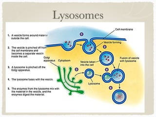 Lysosomes
 