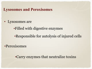 • Lysosomes are
Lysosomes and Peroxisomes
•Filled with digestive enzymes
•Responsible for autolysis of injured cells
•Peroxisomes
•Carry enzymes that neutralize toxins
 
