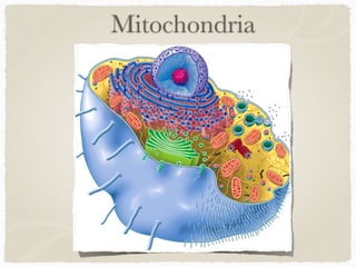 Mitochondria
 