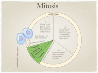 Mitosis
 