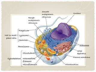 Plasma membrane
Golgi 
apparatus
Ribosomes
Nucleus
Smooth  
endoplasmic 
reticulumRough 
endoplasmic 
reticulum
Mitochondrion
Not in most
plant cells
Cytoskeleton
Flagellum
Lysosome
Centriole
Peroxisome
Microtubule
Intermediate 
filament
Microfilament
 