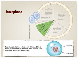 Interphase
 