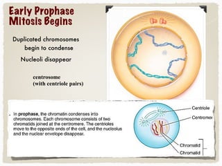 Early Prophase
Mitosis Begins
Duplicated chromosomes
begin to condense
Nucleoli disappear
centrosome
(with centriole pairs)
 