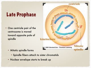 Late Prophase
• One centriole pair of the
centrosome is moved
toward opposite pole of
spindle
centriole
Mitotic
spindle
kinetochore
• Mitotic spindle forms
• Spindle fibers attach to sister chromatids
• Nuclear envelope starts to break up
 
