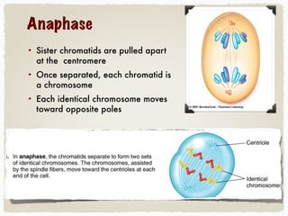 Anaphase
• Sister chromatids are pulled apart
at the centromere
• Once separated, each chromatid is
a chromosome
• Each identical chromosome moves
toward opposite poles
 