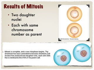 Results of Mitosis
• Two daughter
nuclei
• Each with same
chromosome
number as parent
 