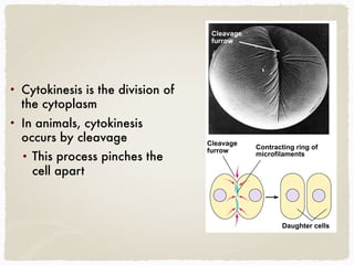• Cytokinesis is the division of
the cytoplasm
• In animals, cytokinesis
occurs by cleavage
• This process pinches the
cell apart
Cleavage 
furrow
Cleavage 
furrow
Contracting ring of 
microfilaments
Daughter cells
 
