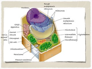 Nucleus
Golgi 
apparatus
Not in 
animal 
cells
Central 
vacuole
Chloroplast
Cell wall
Mitochondrion
Peroxisome
Plasma membrane
Rough 
endoplasmic 
reticulum
Ribosomes
Smooth 
endoplasmic 
reticulum
Cytoskeleton
Microtubule
Intermediate 
filament
Microfilament
 