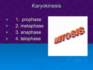 Karyokinesis 1.  prophase 2. metaphase 3. anaphase 4. telophase 
