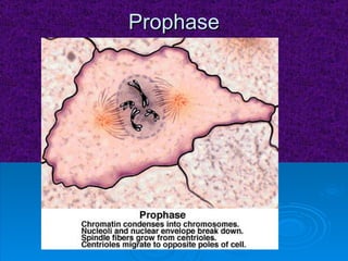 Prophase 