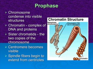 Prophase Chromosome condense into visible structures Chromatin - complex of DNA and proteins Sister chromatids - the two copies of the chromosome  Centromere becomes visible  Spindle fibers begin to extend from centrioles 