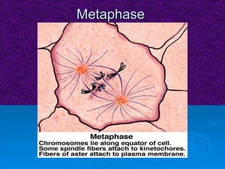 Metaphase 