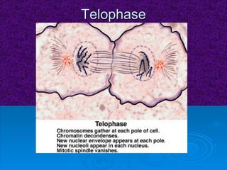 Telophase 
